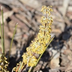 Lomandra multiflora (Many-flowered Matrush) at Wamboin, NSW - 17 Oct 2020 by natureguy