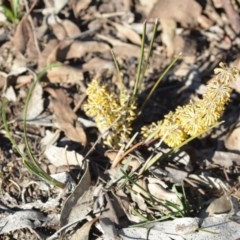 Lomandra multiflora at Wamboin, NSW - 17 Oct 2020