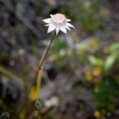 Actinotus forsythii (Pink Flannel Flower) at Morton National Park - 13 Dec 2020 by Boobook38