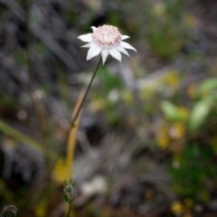 Actinotus forsythii (Pink Flannel Flower) at Wingecarribee Local Government Area - 13 Dec 2020 by Boobook38