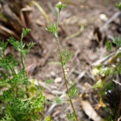 Actinotus forsythii at Bundanoon, NSW - 13 Dec 2020 11:29 AM