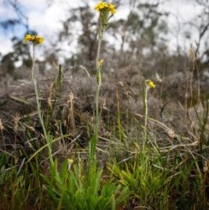 Goodenia glomerata at Wingecarribee Local Government Area - 13 Dec 2020