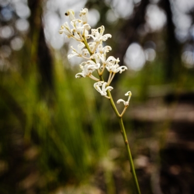 Lomatia ilicifolia (Holly Lomatia) at Bundanoon, NSW - 13 Dec 2020 by Boobook38