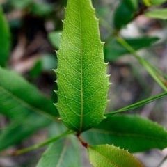 Lomatia ilicifolia at Bundanoon - 13 Dec 2020