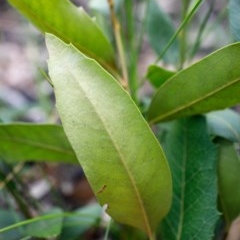 Lomatia ilicifolia at Bundanoon - 13 Dec 2020 11:52 AM