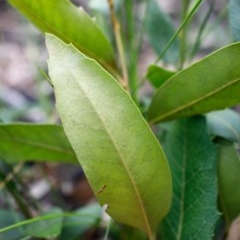 Lomatia ilicifolia at Bundanoon - 13 Dec 2020