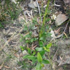 Lomatia ilicifolia at Bundanoon - 13 Dec 2020 11:52 AM