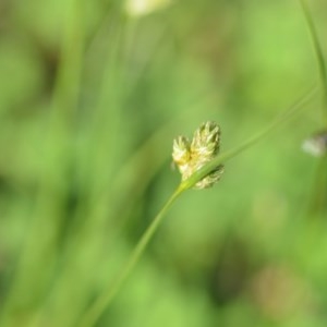 Carex inversa at Wamboin, NSW - 17 Oct 2020