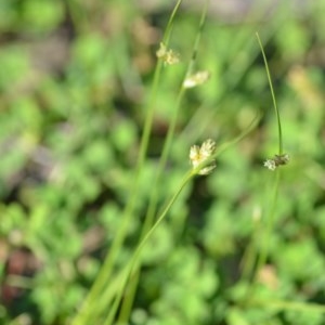 Carex inversa at Wamboin, NSW - 17 Oct 2020