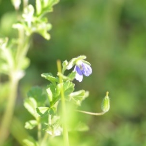 Erodium crinitum at Wamboin, NSW - 17 Oct 2020