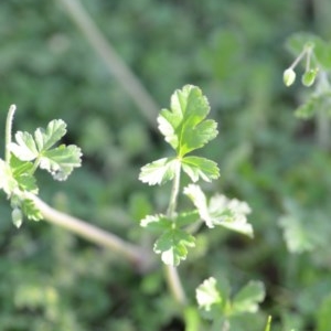 Erodium crinitum at Wamboin, NSW - 17 Oct 2020