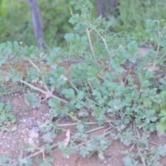 Erodium crinitum at Wamboin, NSW - 17 Oct 2020