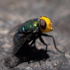 Amenia sp. (genus) (Yellow-headed Blowfly) at Burrinjuck, NSW - 13 Dec 2020 by trevsci