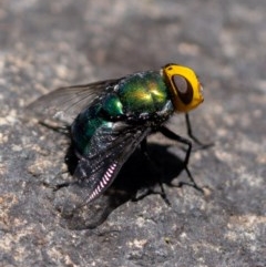 Amenia sp. (genus) at Burrinjuck, NSW - 13 Dec 2020 12:23 PM