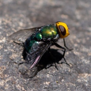 Amenia sp. (genus) at Burrinjuck, NSW - 13 Dec 2020 12:23 PM