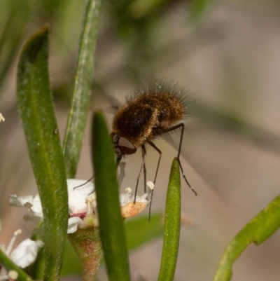 Staurostichus sp. (genus) (Unidentified Staurostichus bee fly) at Burrinjuck, NSW - 13 Dec 2020 by trevsci