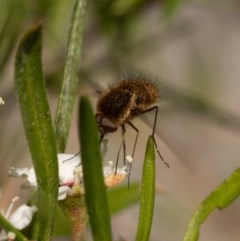 Staurostichus sp. (genus) (Unidentified Staurostichus bee fly) at Burrinjuck, NSW - 13 Dec 2020 by trevsci