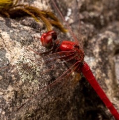 Diplacodes haematodes (Scarlet Percher) at Burrinjuck, NSW - 13 Dec 2020 by trevsci