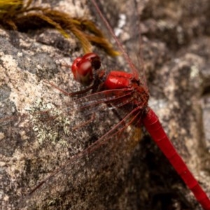 Diplacodes haematodes at Burrinjuck, NSW - 13 Dec 2020 11:10 AM