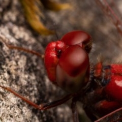 Diplacodes haematodes at Burrinjuck, NSW - 13 Dec 2020 11:10 AM