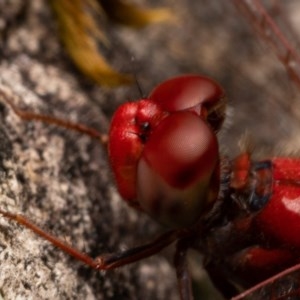 Diplacodes haematodes at Burrinjuck, NSW - 13 Dec 2020 11:10 AM