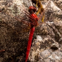 Diplacodes haematodes at Burrinjuck, NSW - 13 Dec 2020 11:10 AM