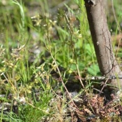 Cardamine hirsuta (Common Bittercress, Hairy Woodcress) at Wamboin, NSW - 17 Oct 2020 by natureguy