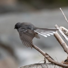 Rhipidura albiscapa at Burrinjuck, NSW - 13 Dec 2020 09:40 AM