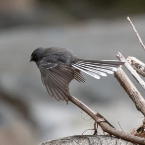 Rhipidura albiscapa at Burrinjuck, NSW - 13 Dec 2020 09:40 AM