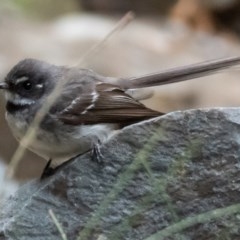 Rhipidura albiscapa at Burrinjuck, NSW - 13 Dec 2020 09:40 AM