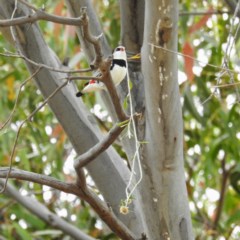 Stagonopleura guttata (Diamond Firetail) at Kambah, ACT - 13 Dec 2020 by HelenCross