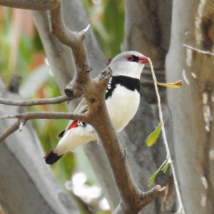 Stagonopleura guttata at Kambah, ACT - 14 Dec 2020