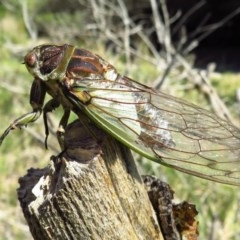 Arunta perulata (White Drummer) at Bermagui, NSW - 9 Dec 2020 by DebTaylor