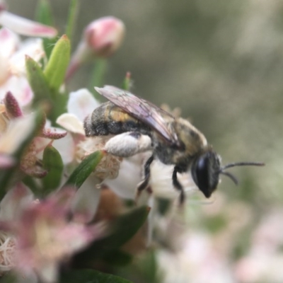 Leioproctus (Leioproctus) amabilis (A plaster bee) at ANBG - 12 Dec 2020 by PeterA