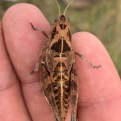 Perunga ochracea (Perunga grasshopper, Cross-dressing Grasshopper) at Ginninderry Conservation Corridor - 8 Dec 2020 by Eland