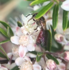 Lasioglossum (Parasphecodes) sulthicum (Furrow Bee) at ANBG - 12 Dec 2020 by PeterA