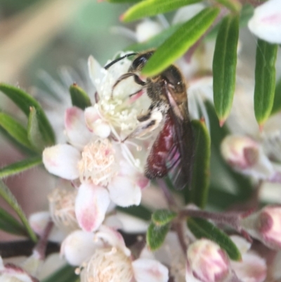 Lasioglossum (Parasphecodes) sulthicum (Furrow Bee) at Acton, ACT - 12 Dec 2020 by PeterA