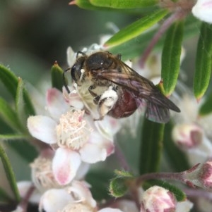 Lasioglossum (Parasphecodes) sulthicum at Acton, ACT - 12 Dec 2020