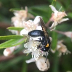 Leioproctus (Leioproctus) irroratus (Yellow-shouldered Bee) at ANBG - 12 Dec 2020 by PeterA