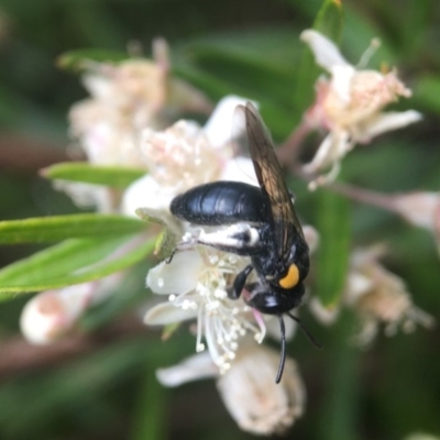 Leioproctus (Leioproctus) irroratus (Yellow-shouldered Bee) at ANBG - 12 Dec 2020 by PeterA