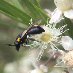 Leioproctus (Leioproctus) irroratus at Acton, ACT - 12 Dec 2020