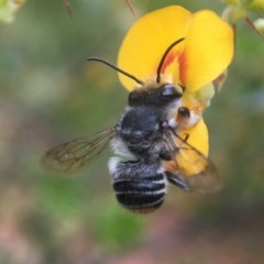 Megachile sp. (several subgenera) (Resin Bees) at ANBG - 12 Dec 2020 by PeterA