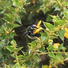 Xylocopa (Lestis) aerata (Golden-Green Carpenter Bee) at ANBG - 12 Dec 2020 by PeterA