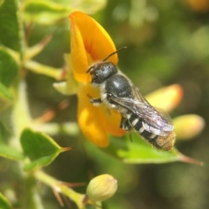 Megachile heriadiformis at Acton, ACT - 9 Dec 2020