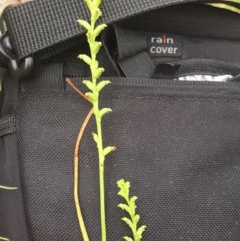 Microtis unifolia (Common Onion Orchid) at Majura, ACT - 14 Dec 2020 by WalterEgo