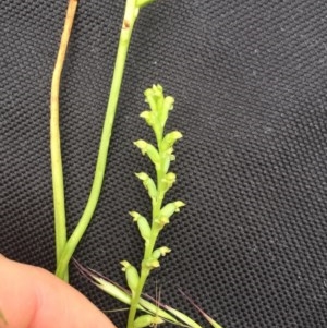 Microtis unifolia at Majura, ACT - suppressed