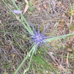 Eryngium ovinum (Blue Devil) at Majura, ACT - 14 Dec 2020 by WalterEgo