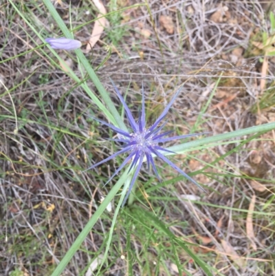 Eryngium ovinum (Blue Devil) at Majura, ACT - 14 Dec 2020 by WalterEgo
