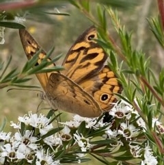 Heteronympha merope (Common Brown Butterfly) at Wanniassa Hill - 13 Dec 2020 by RAllen