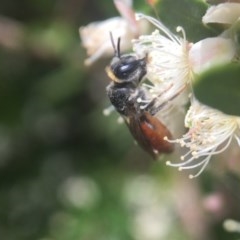 Euryglossa depressa (Native bee) at Acton, ACT - 10 Dec 2020 by PeterA